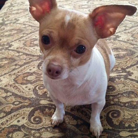 Meet your Posher, Susan - Picture 1 of 1